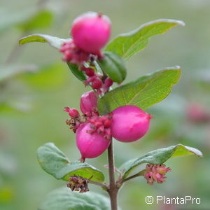 Symphoricarpos doorenbosii (x)'Magic Berry'