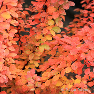 Berberis thunbergii