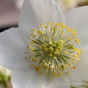 Helleborus niger