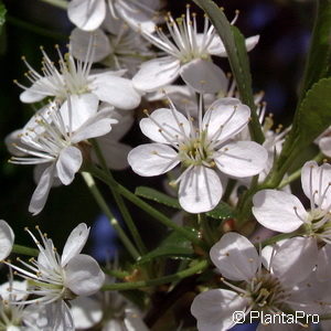 Prunus eminens (x)'Umbraculifera'