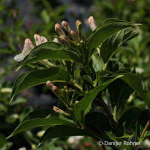 Weigela'Styriaca'