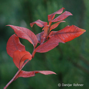 Vaccinium corymbosum