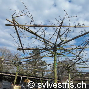 Parrotia persica'Schirm'