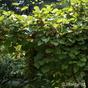 Actinidia deliciosa'Tomuri' männlich