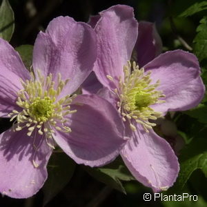 Clematis montana'Tetrarose'