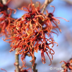 Hamamelis intermedia (x)'Jelena'