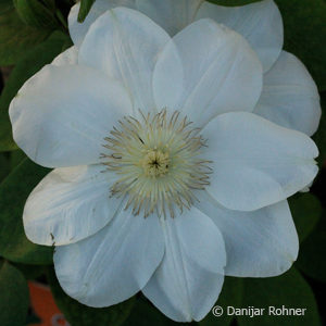 Clematis'Guernsey Cream' cremeweiss