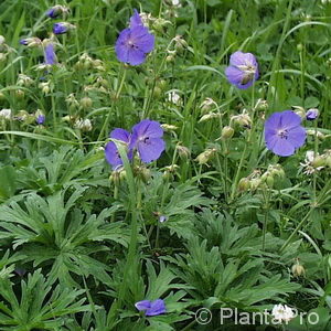 Geranium sylvaticum