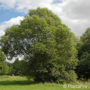 Salix alba'Sericea'