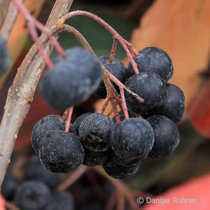 Aronia prunifolia (x)'Viking'