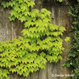 Parthenocissus tricuspidata'Veitchi echte'