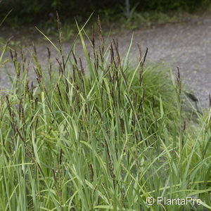 Carex acutiformis