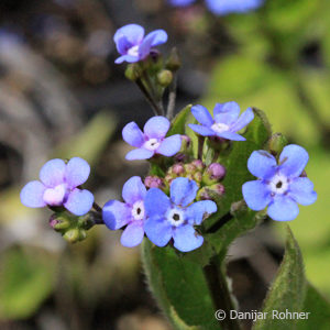 Brunnera macrophylla