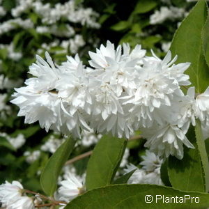 Deutzia scabra'Pride of Rochester'