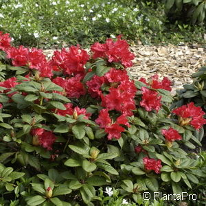 Rhododendron (Forrestii-Gruppe)'Scarlet Wonder'