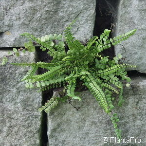 Asplenium trichomanes