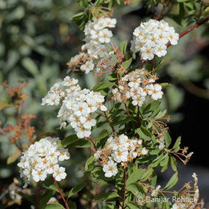 Spiraea vanhouttei (x)