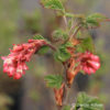 Ribes sanguineum'Atrorubens'