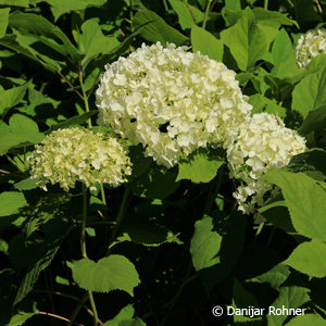 Hydrangea arborescens'Annabelle'