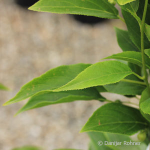 Actinidia arguta'Issai' Selbstbefruchter