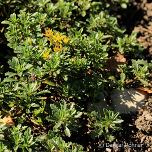 Sedum floriferum'Weihenstephaner Gold'