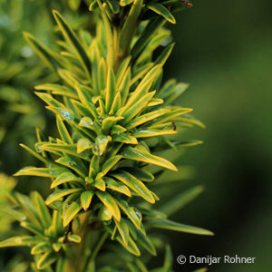 Taxus baccata'Fastigiata Aurea'