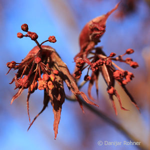 Acer palmatum'Bloodgood'