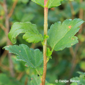 Ribes alpinum'Schmidt'