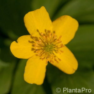 Anemone ranunculoides