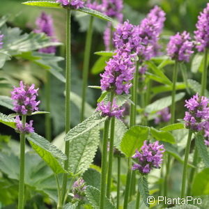 Stachys monnieri'Hummelo'