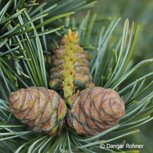 Pinus parviflora'Negishi'