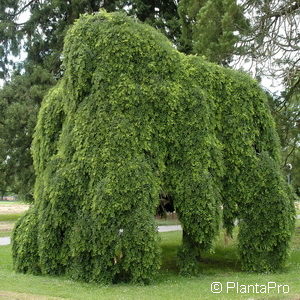 Sophora japonica'Pendula'