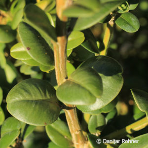 Buxus sempervirens'Rotundifolia'