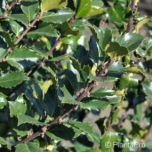 Ilex meserveae (x)'Blue Prince'