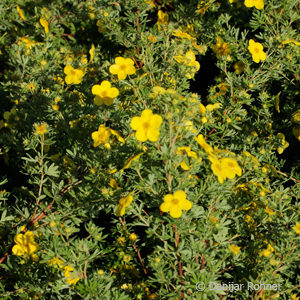 Potentilla fruticosa'Goldfinger'