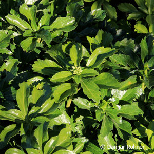 Pachysandra terminalis'Green Carpet'