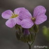 Arabis caucasicarosa