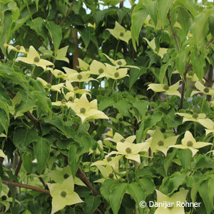 Cornus kousavar. chinensis