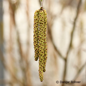 Betula utilis'Doorenbos'