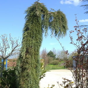 Sequoiadendron giganteum'Pendulum'