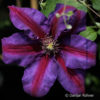 Clematis'Mrs N. Thompson' violett
