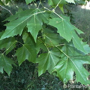 Platanus acerifolia'Alphens Globe'