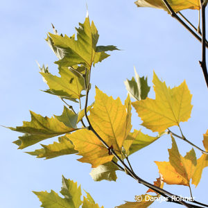 Platanus acerifolia