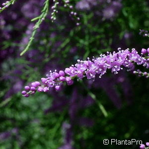 Tamarix ramosissima'Pink Cascade'