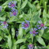 Centaurea montana'Grandiflora'