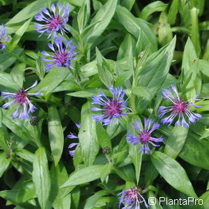 Centaurea montana'Grandiflora'