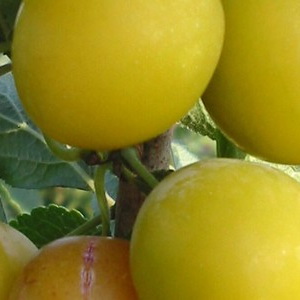 Prunus (Mirabelle)'Mirabelle de Nancy'