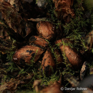 Polystichum setiferum'Proliferum'