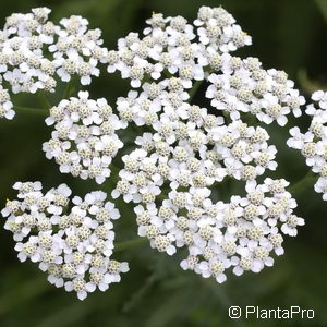 Achillea millefolium'White Beauty'