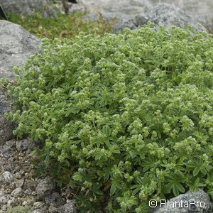 Alchemilla alpina